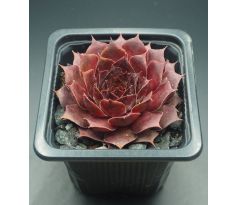 Sempervivum ZULU