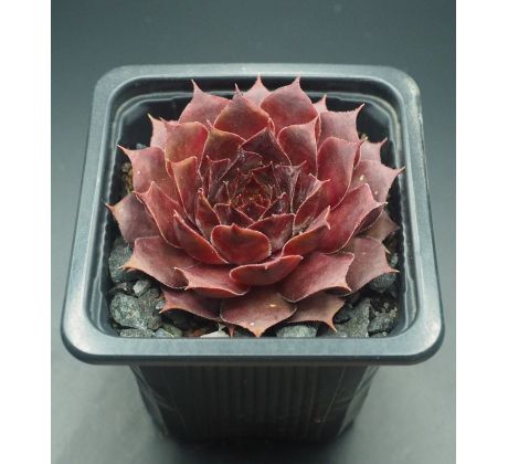 Sempervivum ZULU