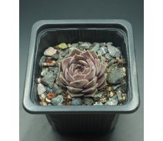 Sempervivum CONTESSA