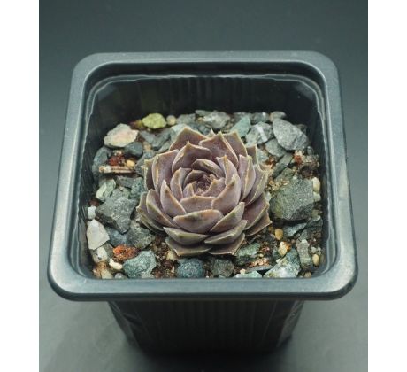 Sempervivum CONTESSA