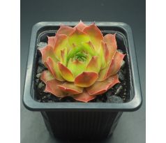 Sempervivum VLADO