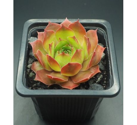 Sempervivum VLADO