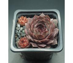 Sempervivum GREY LADY