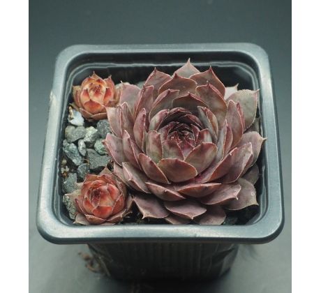 Sempervivum GREY LADY