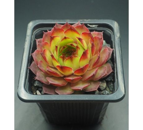 Sempervivum CARMEN