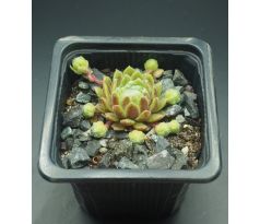 Sempervivum KATOPIA