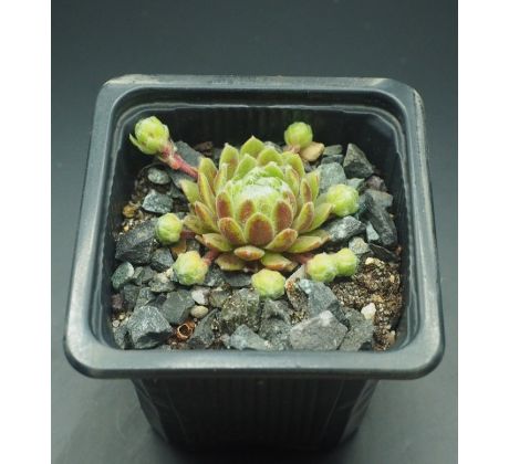 Sempervivum KATOPIA