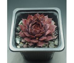 Sempervivum SHOCK WAVES