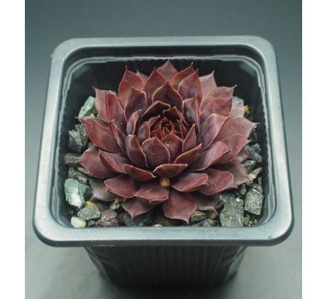 Sempervivum SHOCK WAVES