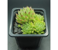 Sempervivum EDWARD BALLS