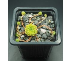 Sempervivum OCTOPLODES