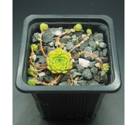 Sempervivum OCTOPLODES