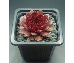 Sempervivum DYKE