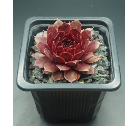 Sempervivum DYKE