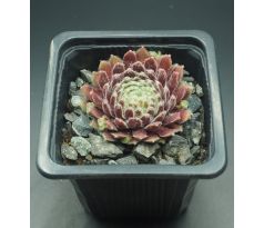 Sempervivum EISBLUME