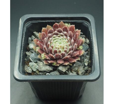 Sempervivum EISBLUME