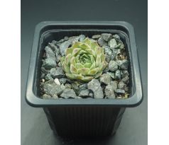 Sempervivum EISSTERN