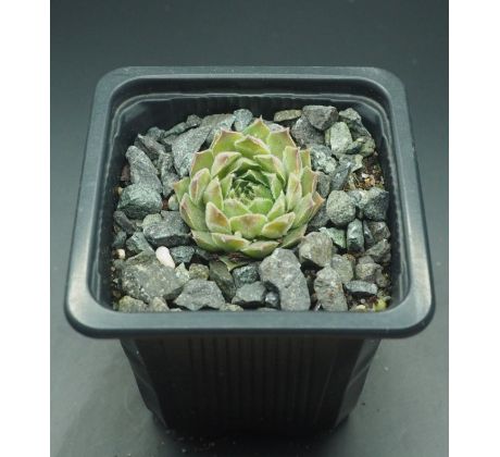 Sempervivum EISSTERN