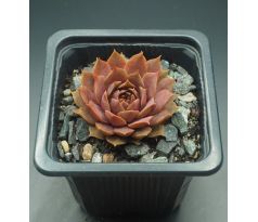 Sempervivum ELSE