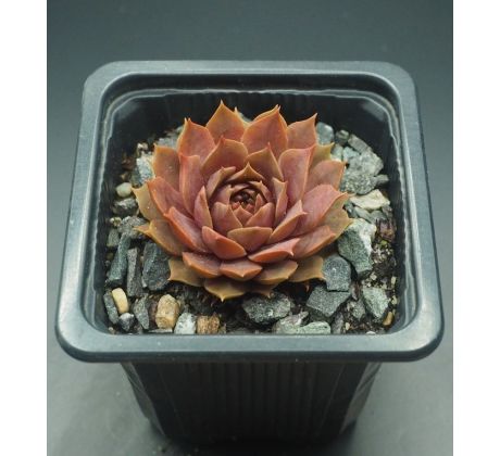 Sempervivum ELSE