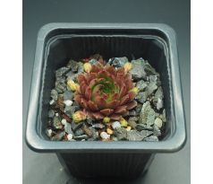 Sempervivum ERDBEERMOND