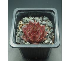 Sempervivum ESMA