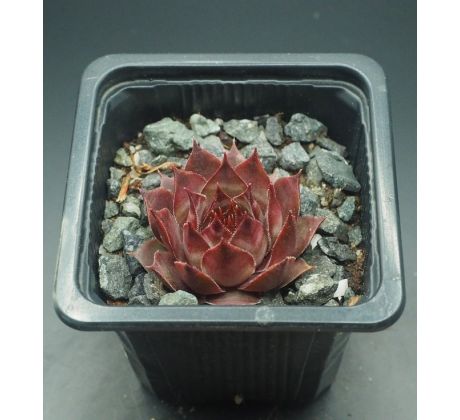 Sempervivum ESMA