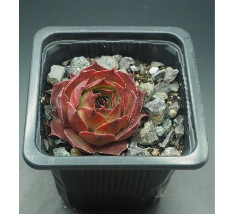 Sempervivum FARIDA