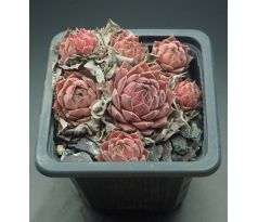 Sempervivum GREY DAWN