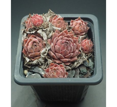 Sempervivum GREY DAWN