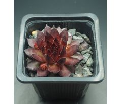 Sempervivum BRONCO