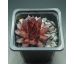 Sempervivum BRONCO