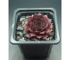 Sempervivum NACHTMELODIE