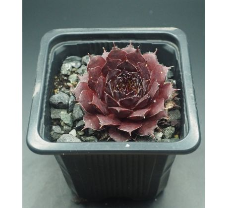 Sempervivum NACHTMELODIE