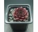 Sempervivum NACHTMELODIE