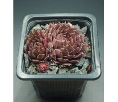 Sempervivum RED KING