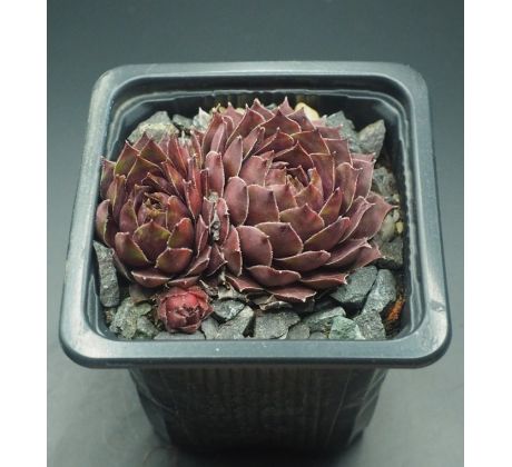 Sempervivum RED KING