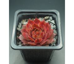 Sempervivum STARSHINE