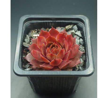 Sempervivum STARSHINE