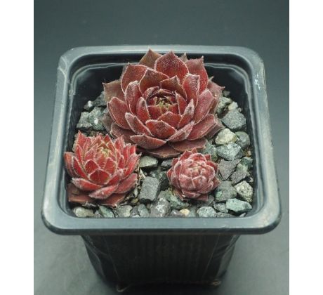 Sempervivum PACKARDIAN