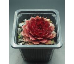 Sempervivum RUBIN