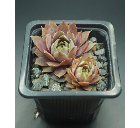 Sempervivum ELIŠKA