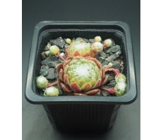 Sempervivum FORD`S GIANT