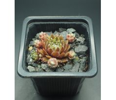 Sempervivum ALPHA