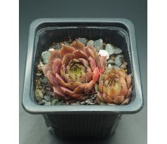 Sempervivum CHAMELEON