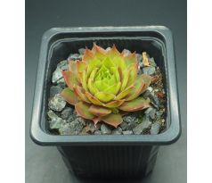 Sempervivum KRAKATIT