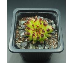 Sempervivum ODDITY