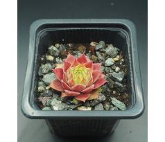 Sempervivum PINK JANIS