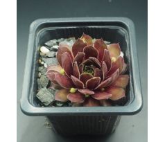 Sempervivum RED ACE