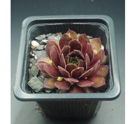 Sempervivum RED ACE